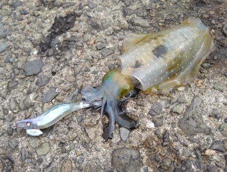 モエモエグリーンに萌え萌え